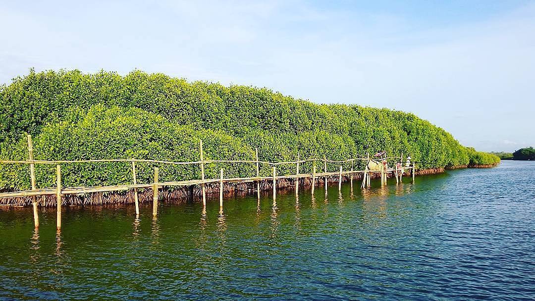 Hutan Mangrove Kulon Progo